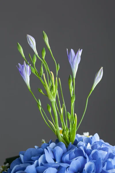 Buket mavi ortanca çiçek, yakından görmek — Stok fotoğraf