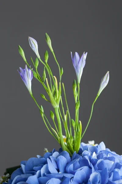 Bouquet of blue hydrangea flowers, close-up view — Stock Photo, Image