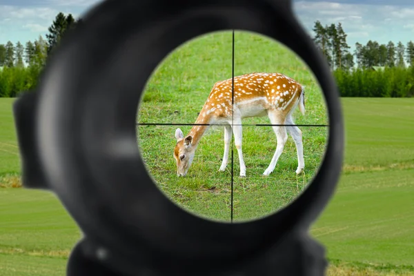 Fallow deer hunting — Stock Photo, Image