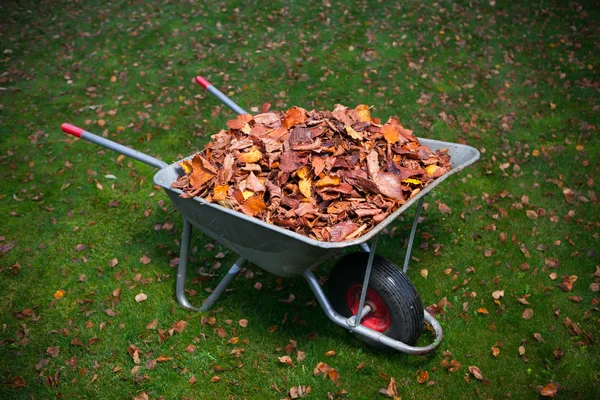 乾燥した葉の完全な手押し車 — ストック写真