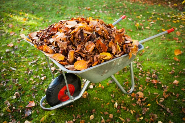 Brouette pleine de feuilles séchées — Photo