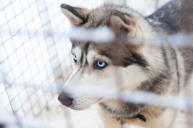 güzel husky köpek
