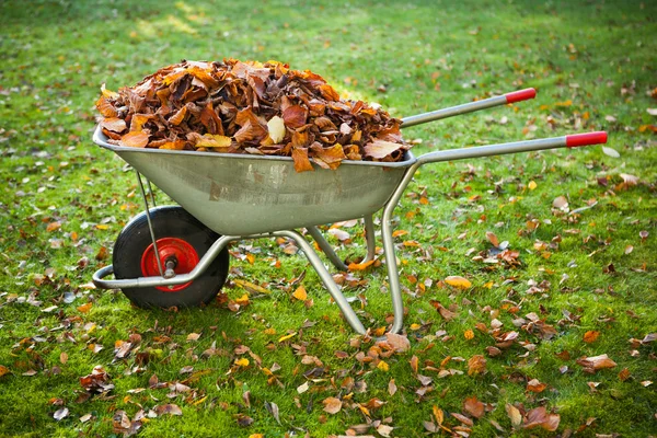 Kruiwagen vol met gedroogde bladeren — Stockfoto