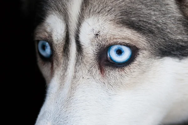 Mooie ogen van Siberische husky hond — Stockfoto