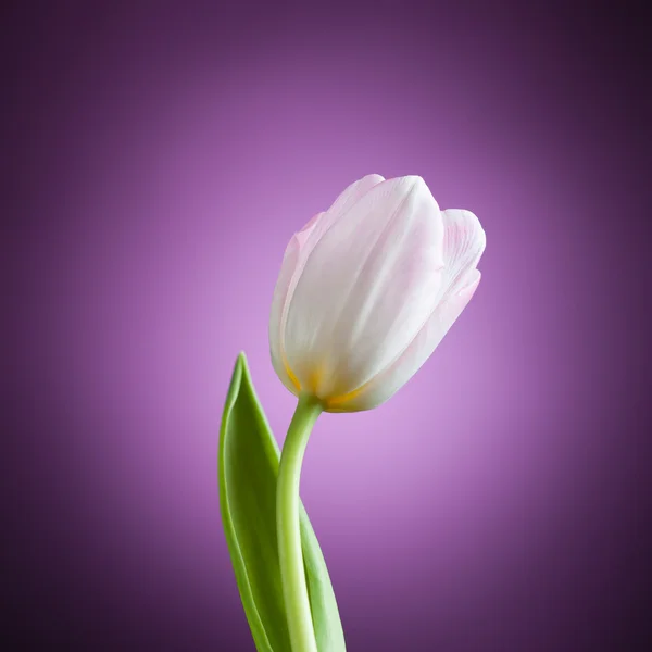 Fiore di tulipano su sfondo viola — Foto Stock