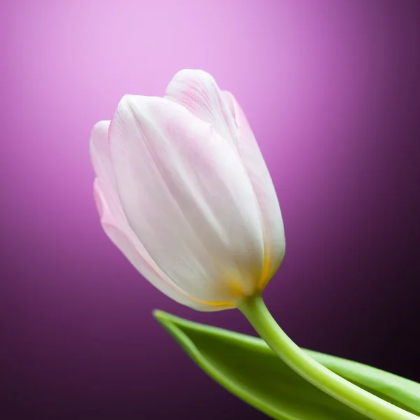 Tulip flower op paarse achtergrond — Stockfoto