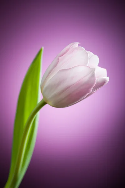 Fiore di tulipano su sfondo viola — Foto Stock