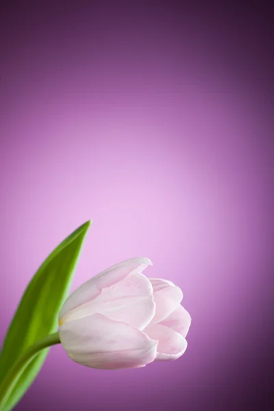 Tulip flower på lila bakgrund — Stockfoto