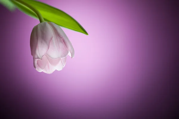Tulipán flor sobre fondo púrpura — Foto de Stock