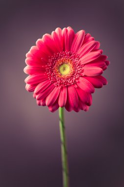 Mor zemin üzerine pembe gerbera çiçek