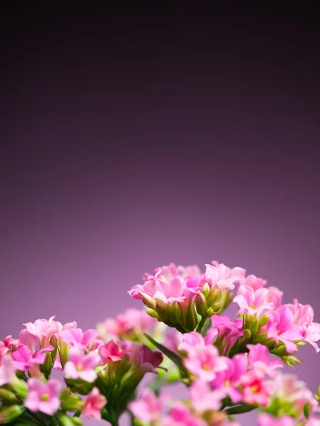 Bellissimi fiori ibrida di Verbena — Foto Stock