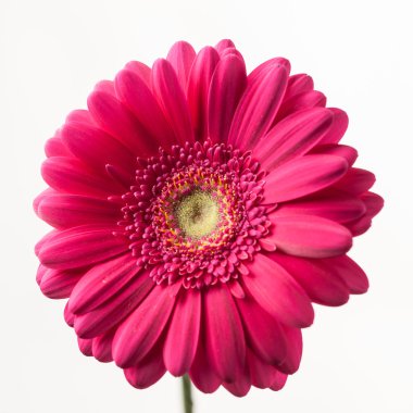 Pembe gerbera çiçeği beyaza izole edilmiş.