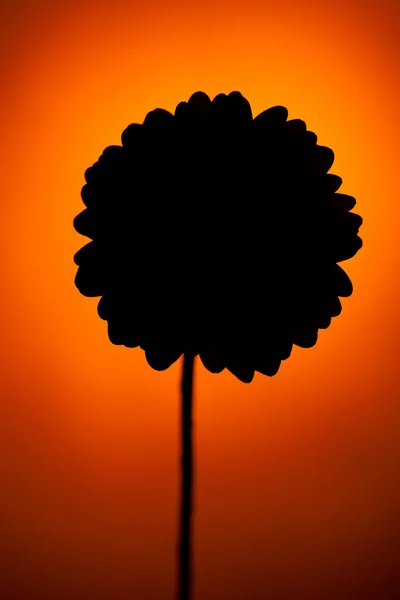 Silhouet van gerbera bloem op oranje achtergrond — Stockfoto