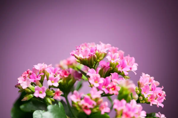 Beautiful Verbena hybrida flowers — Zdjęcie stockowe