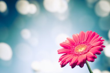 gerbera çiçek parlak bokeh arka plan üzerinde