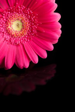 gerbera çiçek siyah arka plan üzerine bir parçası