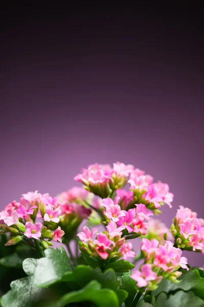 Mooie verbena hybrida bloemen — Stockfoto