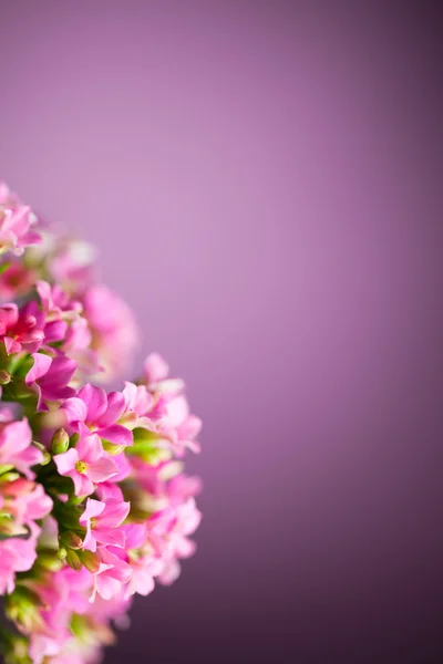 Hermosas flores de Verbena hybrida — Foto de Stock