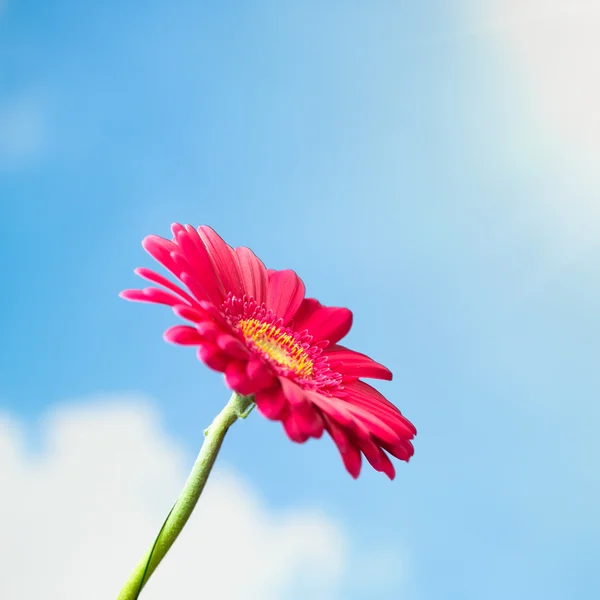 Gerbera květina na pozadí oblohy — Stock fotografie