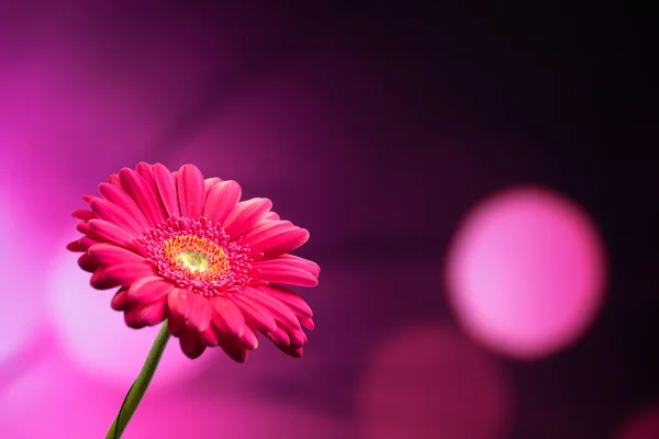 Gerbera květina na fialovém pozadí — Stock fotografie