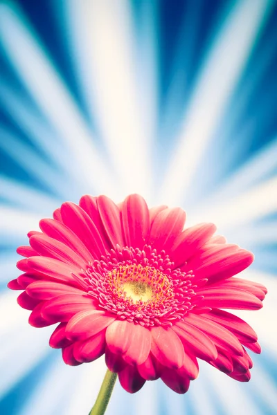 Gerbera kwiat na tle promienie błyszczący — Zdjęcie stockowe