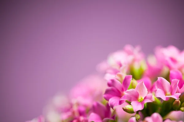 Hermosas flores de Verbena hybrida — Foto de Stock