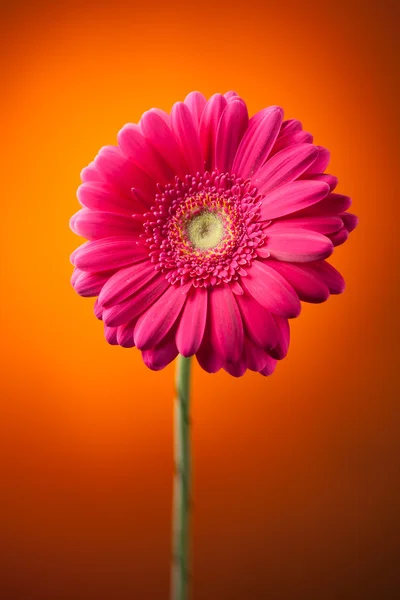 Fleur de gerbera rose sur fond orange — Photo