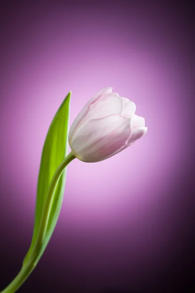 Tulip flower op paarse achtergrond — Stockfoto