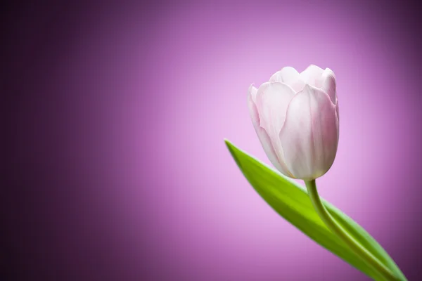 Tulip flower op paarse achtergrond — Stockfoto