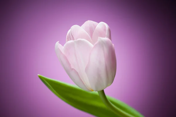 Tulipa flor no fundo roxo — Fotografia de Stock