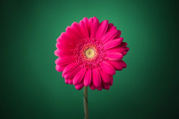 緑の背景にピンクのガーベラの花 — ストック写真
