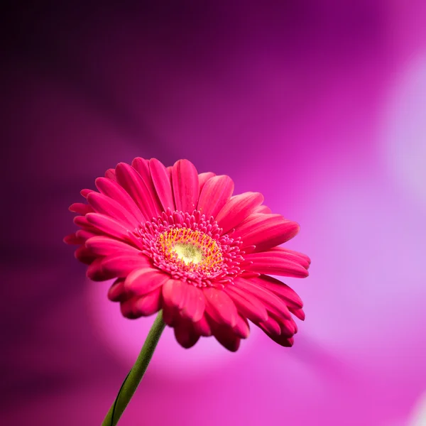 Gerbera çiçek mor zemin üzerine — Stok fotoğraf