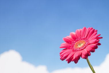 gerbera çiçek gökyüzü arka plan üzerinde