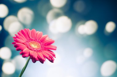 gerbera çiçek parlak bokeh arka plan üzerinde