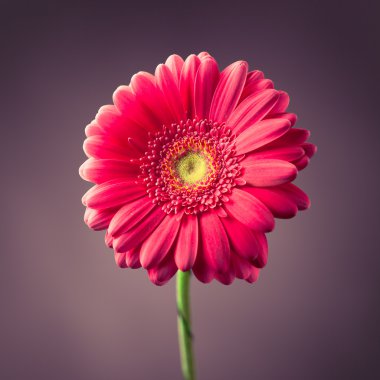 Mor zemin üzerine pembe gerbera çiçek