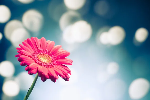 光沢のあるボケ味の背景にガーベラの花 — ストック写真