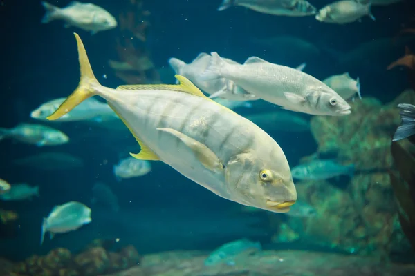 Ocean fish underwater — Stock Photo, Image