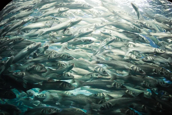 魚の浅瀬 — ストック写真