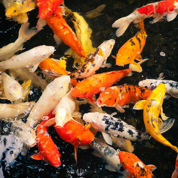 Koi carp fish at feeding — Stock Photo, Image
