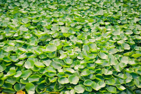 Multitud de plantas de lirio de agua verde — Foto de Stock
