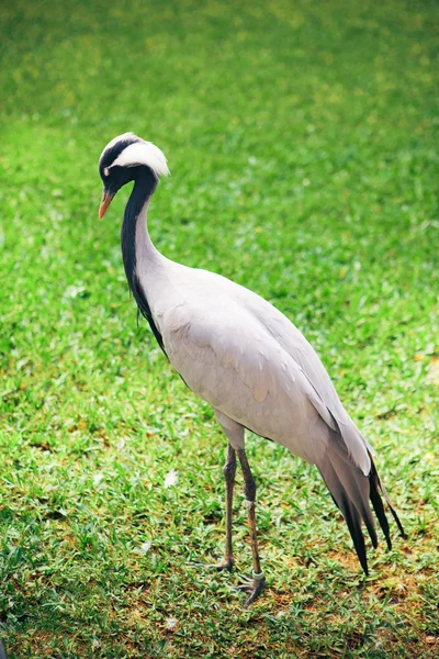 Yeşil zemin üzerine güzel turna kuşu — Stok fotoğraf