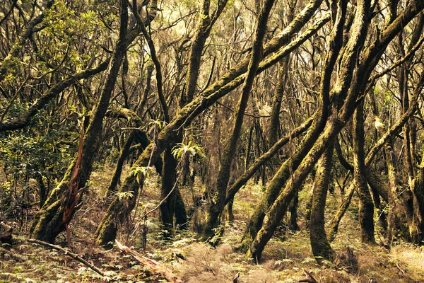 Foresta pluviale della giungla tropicale — Foto Stock