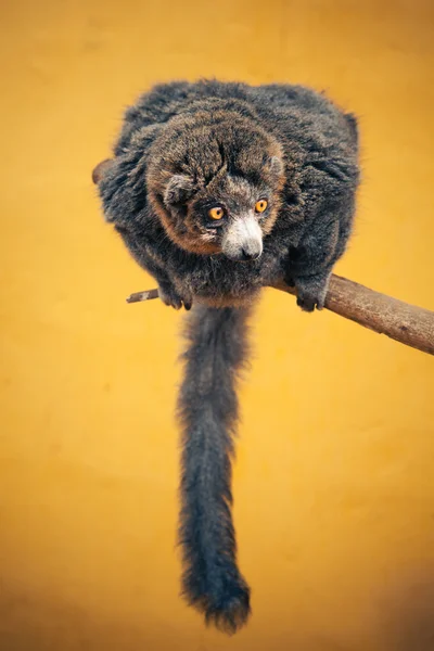 Nadýchané lemur na větvi — Stock fotografie