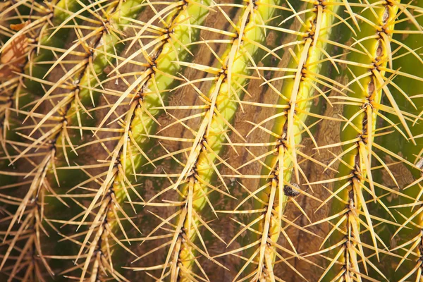 Espinhos de cacto, vista de close-up — Fotografia de Stock
