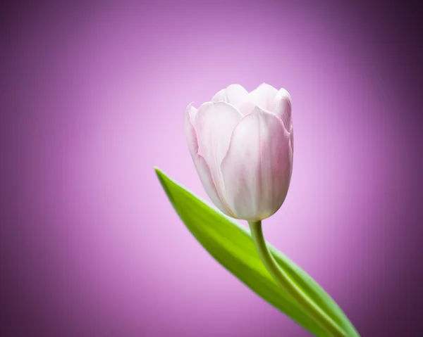 Fleur de tulipe sur fond violet — Photo