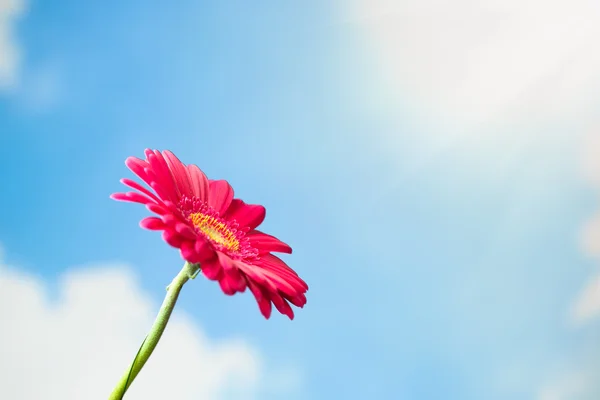 Цветок герберы на фоне неба — стоковое фото