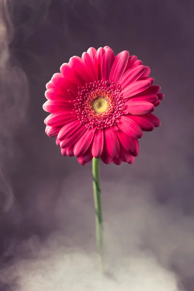 Rosa gerbera blomma i rök — Stockfoto