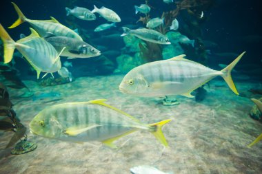 Okyanus balık suyun altında