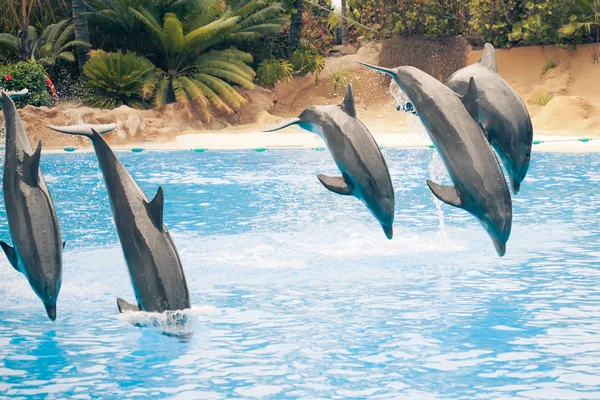 Grupo de delfines saltarines — Foto de Stock