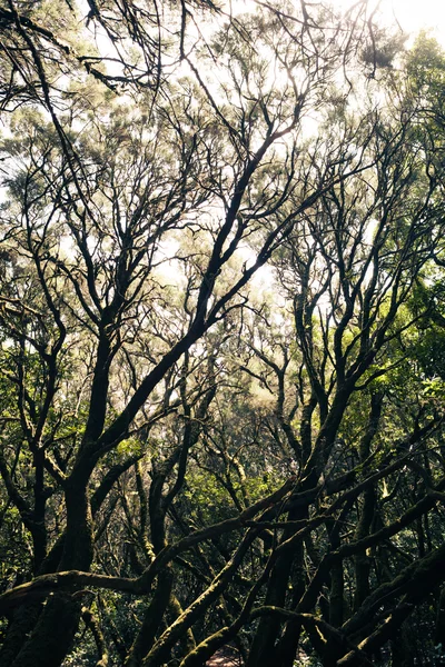 Fitti alberi della foresta pluviale — Foto Stock